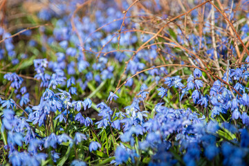blue snowdrops in spring