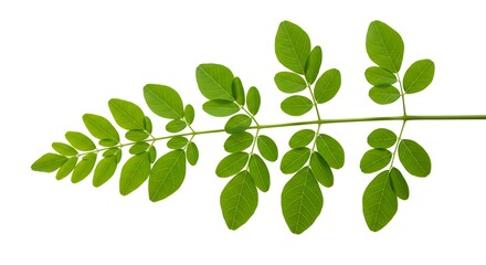 Fototapeta premium Vibrant Moringa Leaf Sprig on White Background: Close-up Studio Shot AI Generated