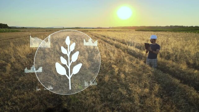 Man checks seed analytics in a large wheat field using a tablet with futuristic data overlays at sunset.