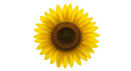 Obraz premium Golden Radiance AI Generated