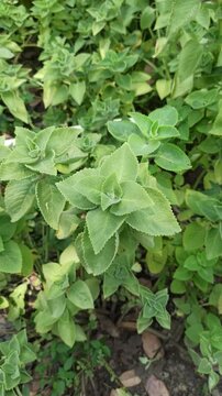 cumin farming
