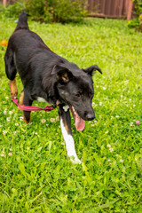 Black dog without breed on a leash in the park on green grass