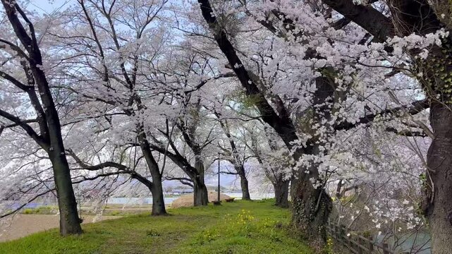 4k ソメイヨシノの桜並木と小径