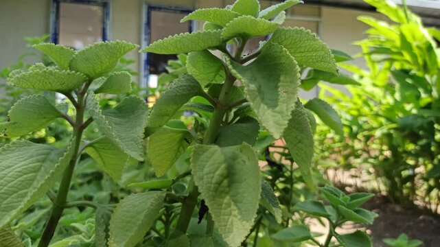 cumin farming