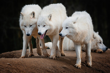 Obraz premium Arctic wolf (Canis lupus tundrarum) beautiful animal in the forest