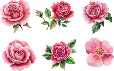 Fototapeta premium Beautiful Watercolor Pink Rose