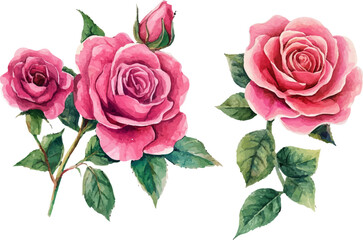 bouquet of pink roses