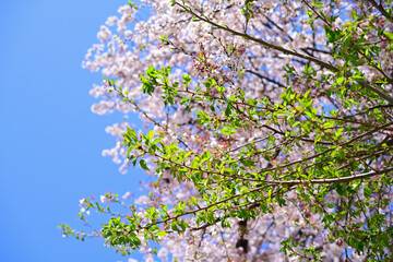 日本の春の青空に映える桜と葉桜