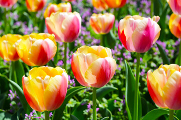 Beautiful tulip flower garden. The Expo 70 Commemorative Park, Osaka, Japan