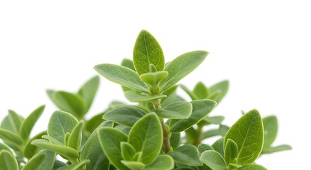 Fototapeta premium Vibrant Green Sprigs: A Close-Up Study of Lush Foliage AI Generated