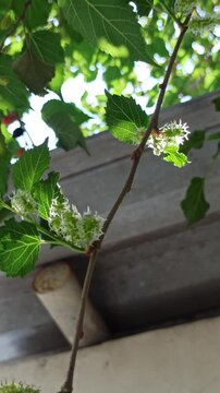 morus alba flower on tree