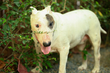 Portrait of a Bull Terrier in the park. Bull Terrier is a small dog of the genus Bull Terrier.