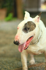 Portrait of a Bull Terrier in the park. Bull Terrier is a small dog of the genus Bull Terrier.