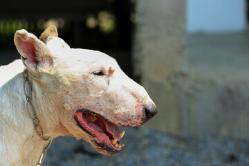 Portrait of a Bull Terrier in the park. Bull Terrier is a small dog of the genus Bull Terrier.