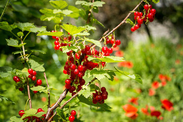 red currant, common, garden, red, ripe, round, bunches of berries, fresh, on branches, sun, green leaves, bush, vegetable garden, plant, summer, nature