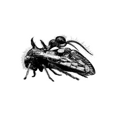 Ant-mimicking Treehopper hand drawing vector isolated on background.