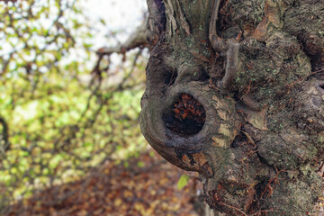 A old tree in the forest.