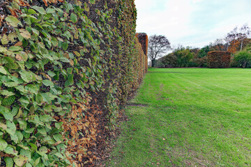 A hedge at Pålsjö skog in Helsingborg, Sweden.