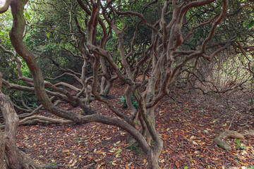 Old tree roots spread beneath the green leaves of a forest giant in natural woodland