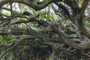 Old tree roots, spread through the forest floor