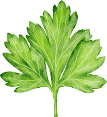 Green Parsley Herb Hand-painted Clipart