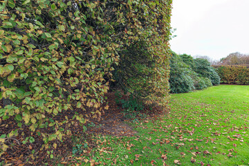 A bush in Pålsjö skog in Helsingborg, Sweden.