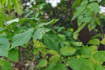 Fresh green leaves on a tree glisten with morning rain, a vibrant display of nature's spring growth