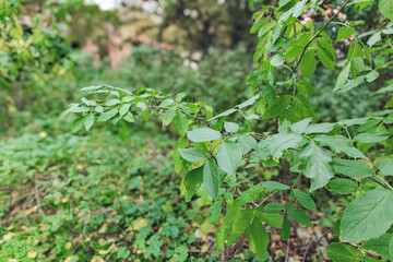 Natural green leaves texture of a tree in the garden during spring