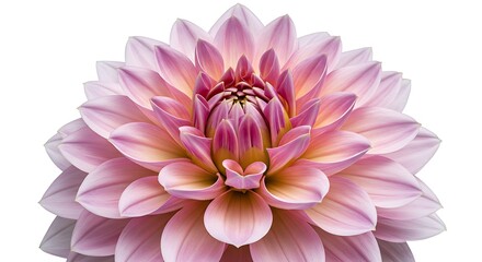 Obraz premium Petal Whisper AI Generated