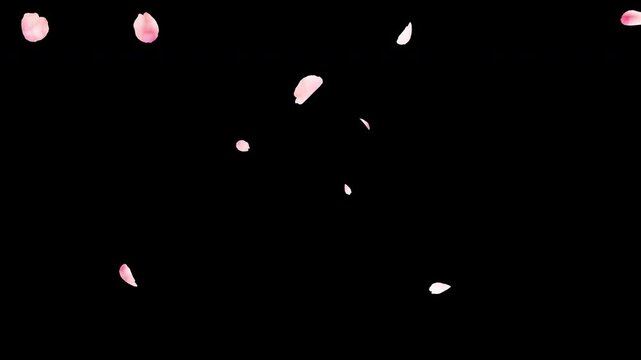 水彩風の桜の花びらが舞うアニメーション素材_4K背景透過