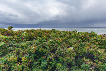 Rose hip bushes near the beach of Örby ängar.