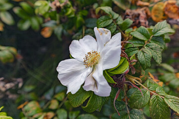 Rose hip rose at the beach.