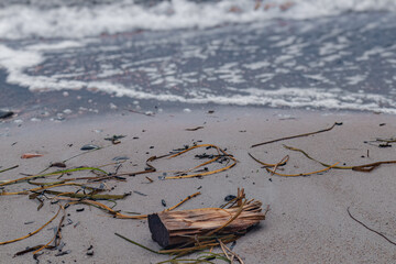 A bit of a log near the shoreline.