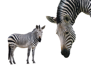 Zebra isolated on white background