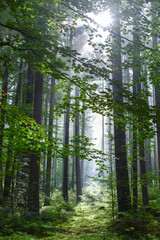 Trunks of high trees in a beech forest on a summer morning
