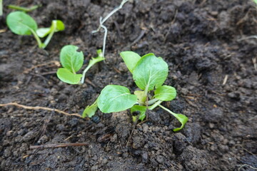 Bok choy seedlings growing in fertile soil