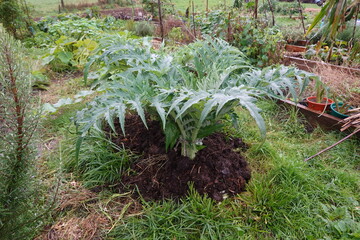 Artichoke plant growing in permaculture garden with compost and mulch