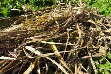 Dry corn stalks forming compost pile in garden