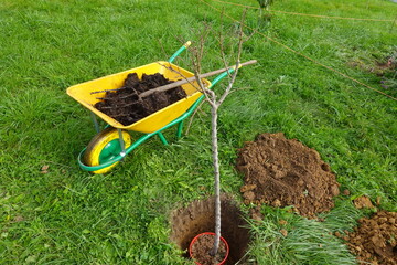 Gardener planting a bare root tree using a wheelbarrow full of compost