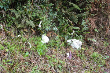 Plastic waste polluting the forest floor and undergrowth