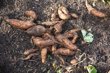 Freshly dug sweet potatoes lying on the ground
