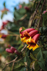 red and yellow flower