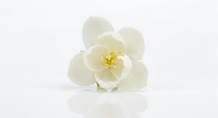 Obraz premium Petal's Reflection AI Generated