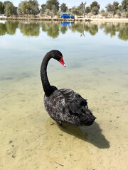 Obraz premium A black swan with a red beak stands in a shallow lake. Wildlife, bird watching, nature conservation.
