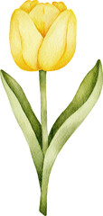 Obraz premium Beautiful watercolor tulip flowers in various colors. Hand-painted botanical illustrations