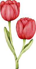 Beautiful watercolor tulip flowers in various colors. Hand-painted botanical illustrations