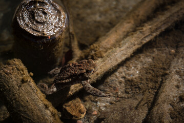 TOAD - Amphibians in early spring in a forest stream