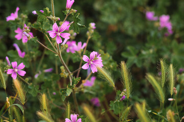 Fototapeta premium pink flowers in the field
