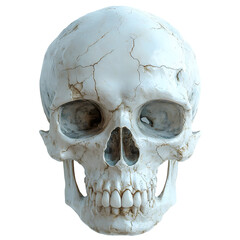 Obraz premium Cracked Human Skull 3D Render
