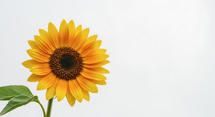 Fototapeta premium Sunlit Reverie AI Generated